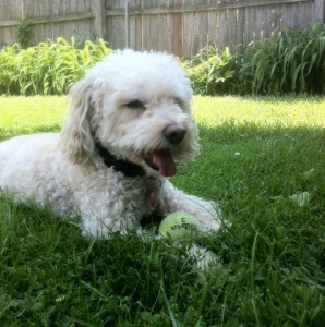 poodle mix dog on grass with ball