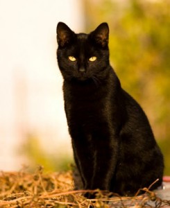 black cat outdoors