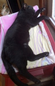 black cat sleeping