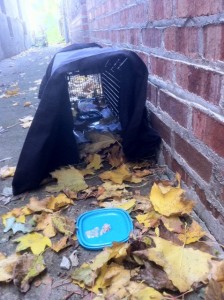 baited cat trap for trap rehearsal feeding