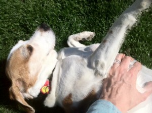 beagle getting belly rub